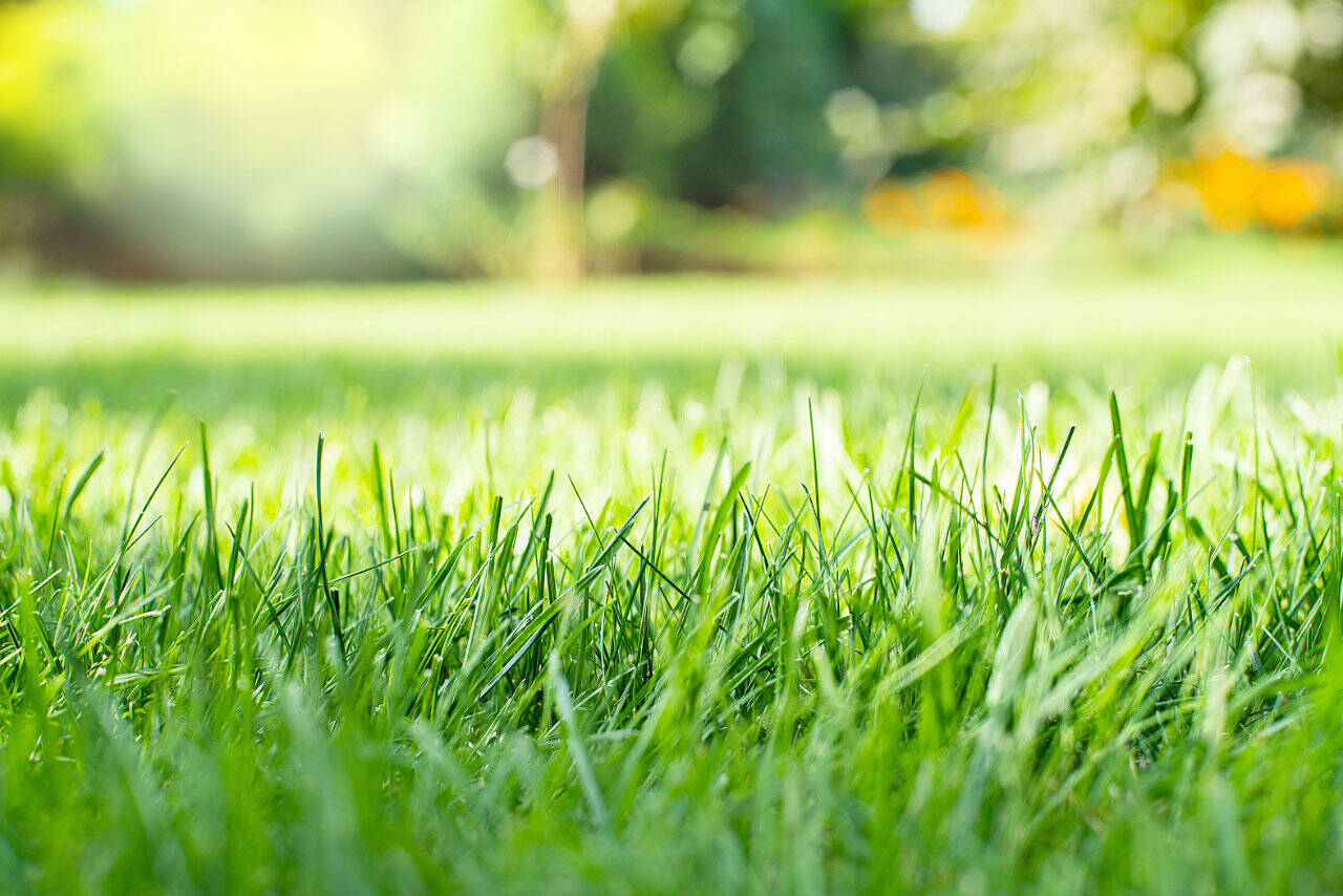 Is September the Right Time for Grass Seed? Here’s What You Should Know