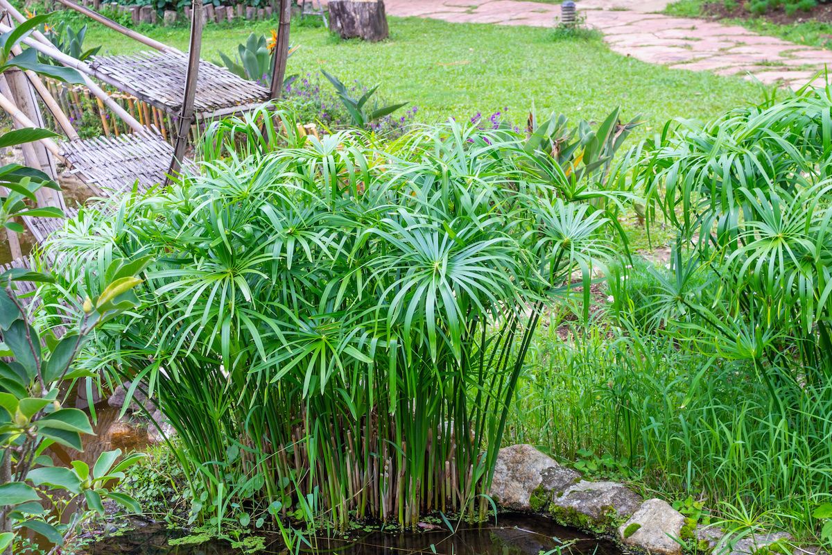 Papyrus Plant Benefits: How to Utilize This Herb for a Unique and Elegant Garden