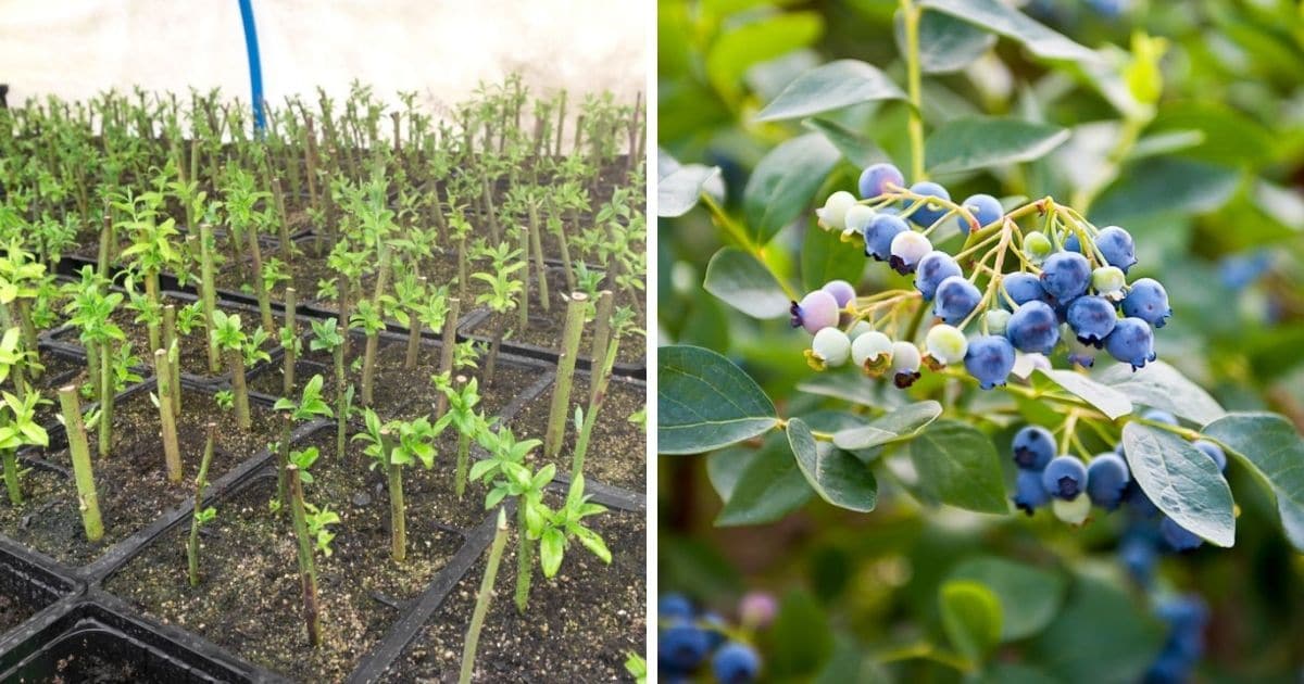 How to Create a Thriving Blueberry Bush Garden with Proven Propagation Techniques