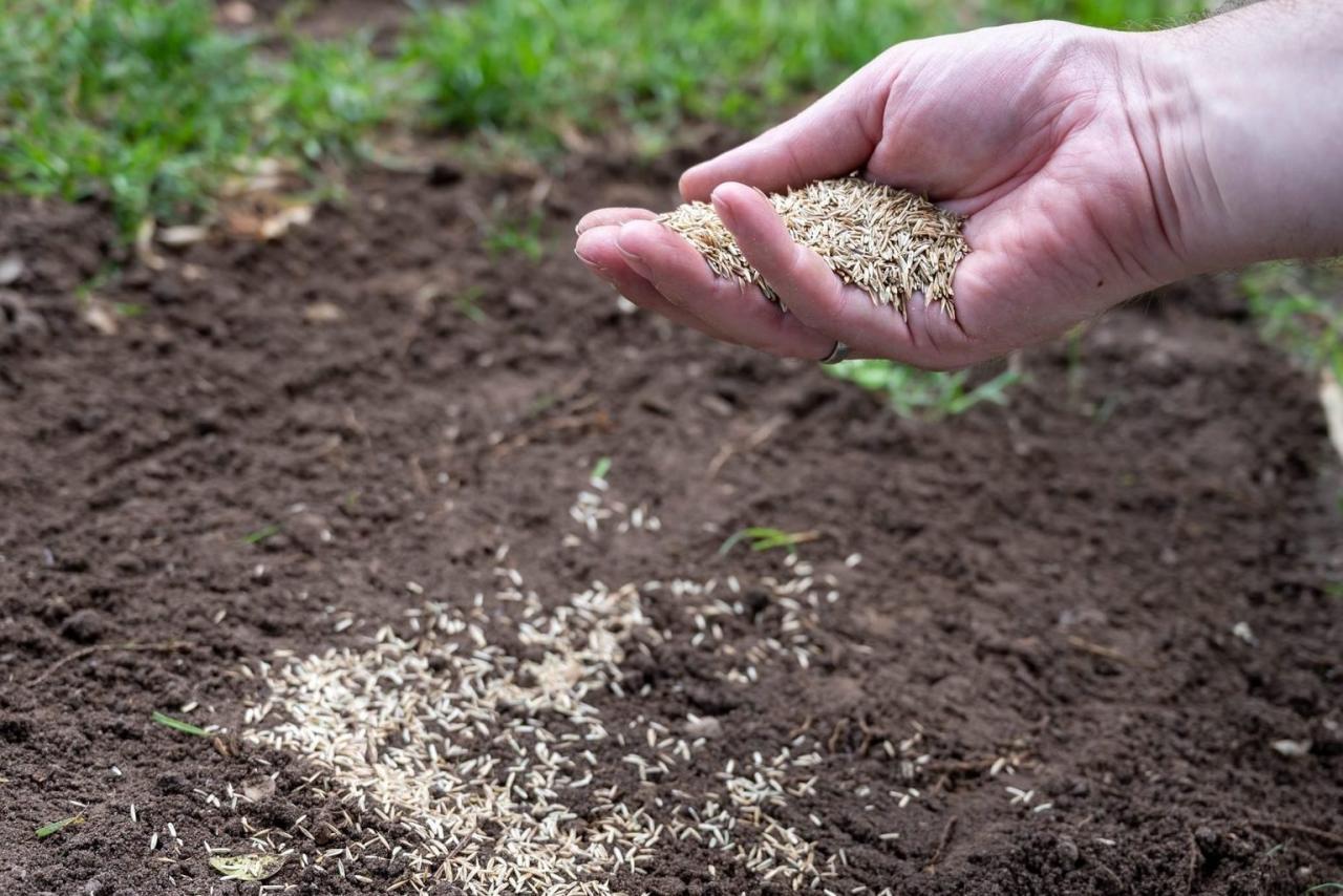 Grass seed fall plant time lawn