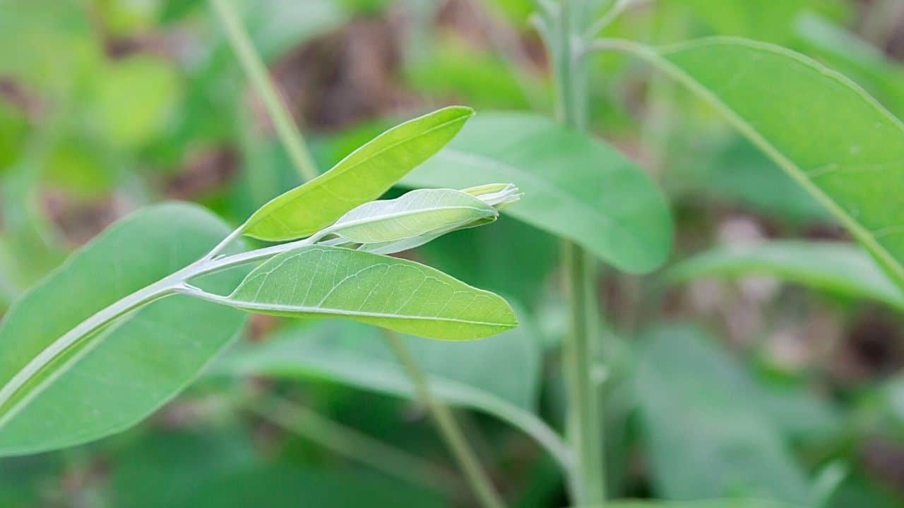 Grow Gorgeous Eucalyptus: Propagation Tips for Pros