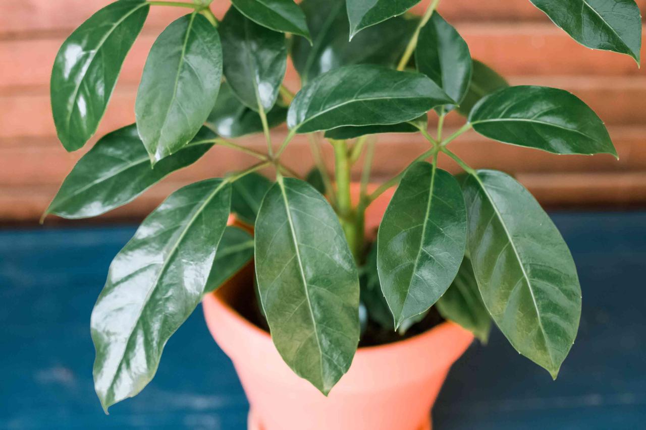 The Essential Guide to Propagating Schefflera for Plant Enthusiasts