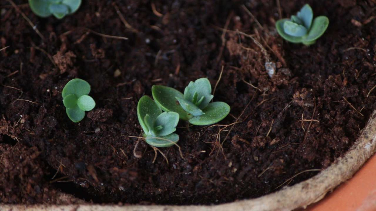 Kalanchoe daigremontiana succulent slagle spruce krystal