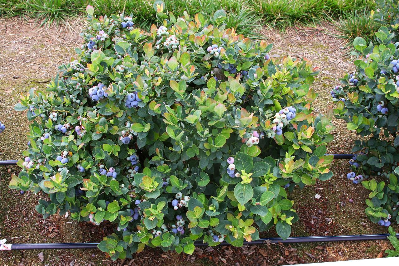 How to Create a Thriving Blueberry Bush Garden with Proven Propagation Techniques