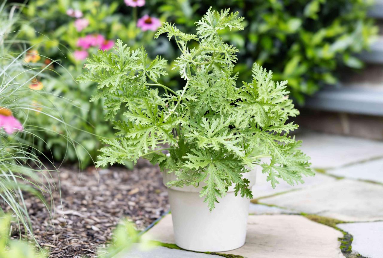 How to Incorporate Citronella Plant into Your Garden: Tips for Maximum Effectiveness