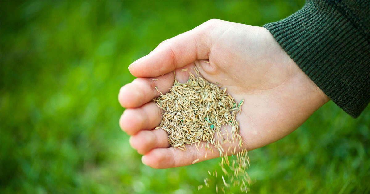 When Is the Ideal Time to Sow Grass Seed? Tips for a Perfectly Green Lawn