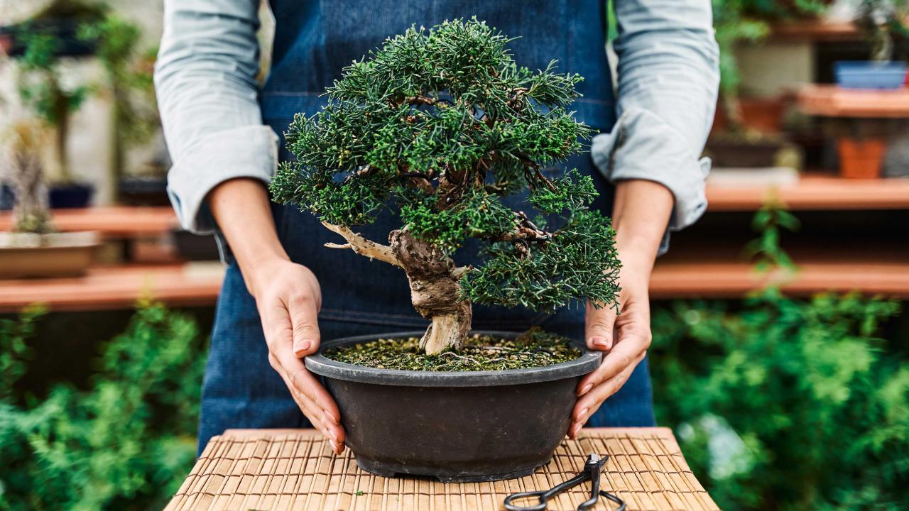 Top Bonsai Care Tips for Outdoor Trees