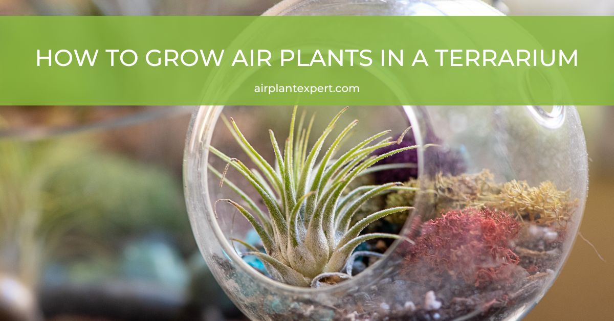 How to Water Air Plants in a Terrarium: A Guide to Success