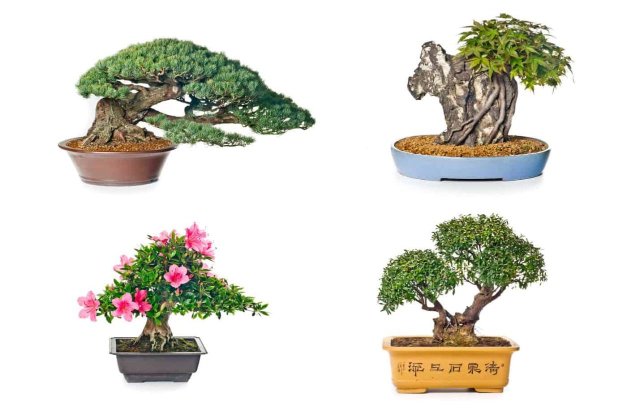 Bonsai Pots: How to Pick the Right One for Your Space