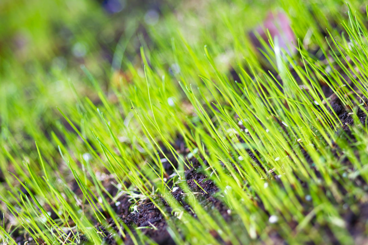 Timing Your Grass Seed Sowing in the UK for Best Results