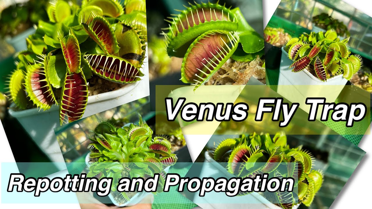 The Simple Guide to Venus Fly Trap Propagation for Beginners