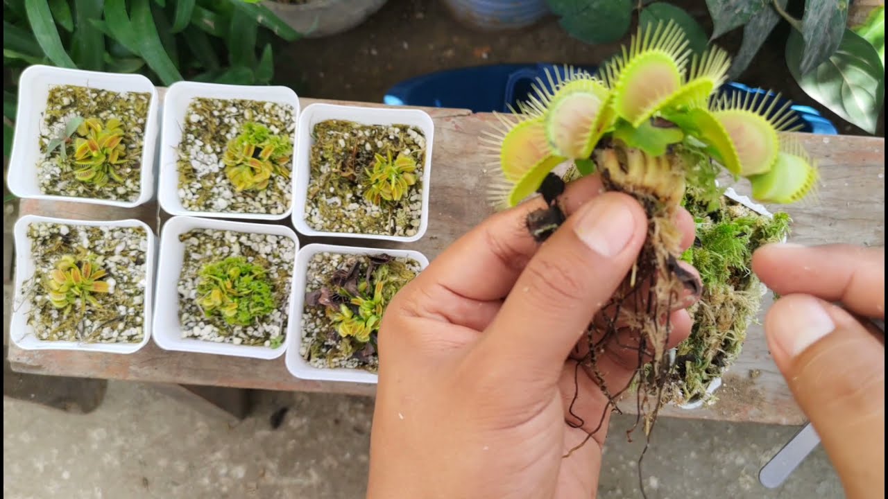 The Simple Guide to Venus Fly Trap Propagation for Beginners