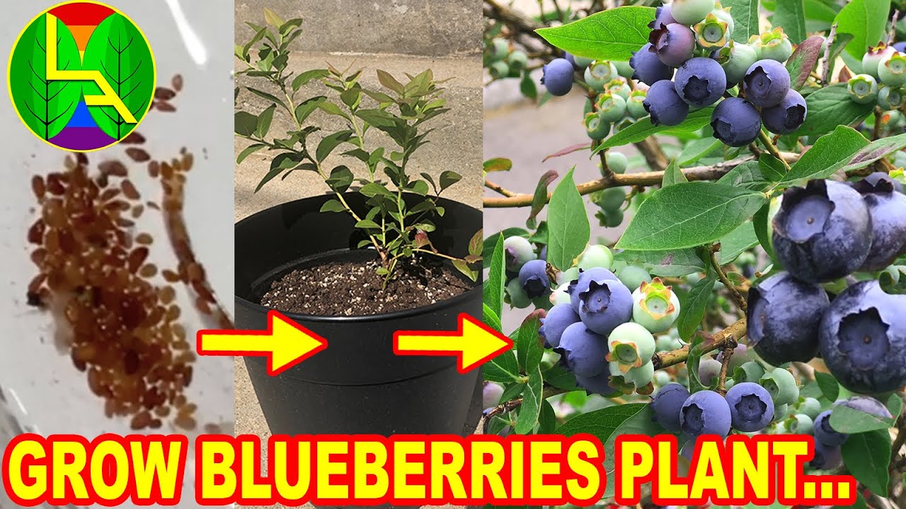 Blueberry blueberries mirtillo piantina americano gigante piantagione bush bushes autunno grown monika gardeningknowhow