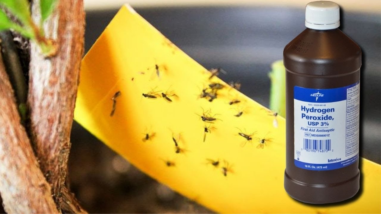 How to Use Hydrogen Peroxide to Kill Gnats in Plants