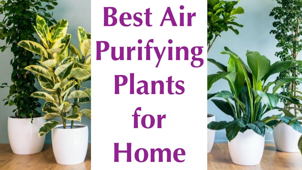 Large Indoor Plants That Purify Air and Reduce Toxins