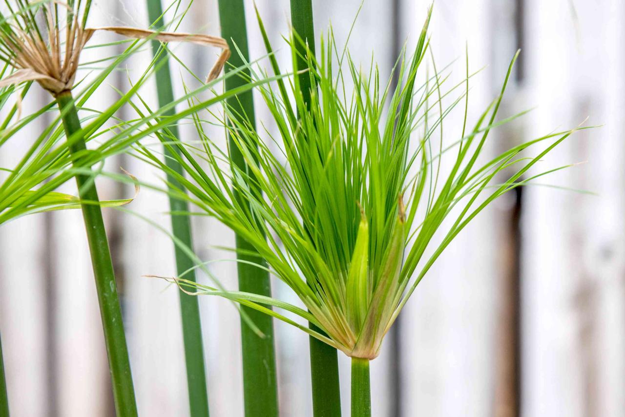 Papyrus Plant Benefits: How to Utilize This Herb for a Unique and Elegant Garden