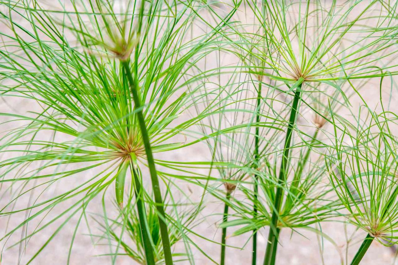 Papyrus Plant Benefits: How to Grow and Utilize This Ancient Herb for a Stunning Garden