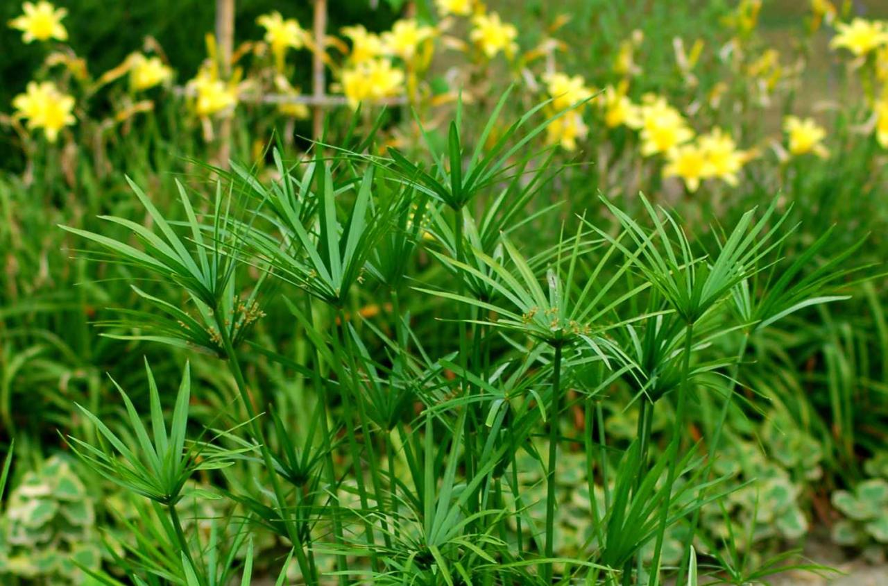 Papyrus papiro cyperus plantar