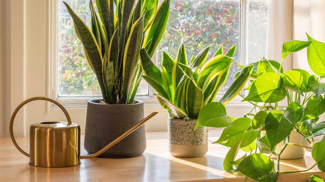 How Frequently Should You Water a Snake Plant Indoors?