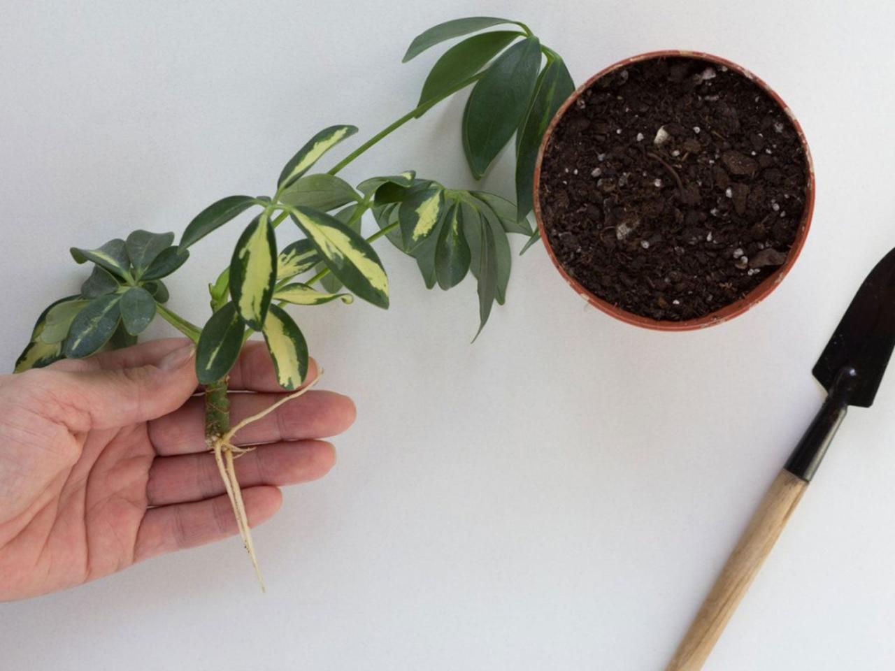 The Essential Guide to Propagating Schefflera for Plant Enthusiasts